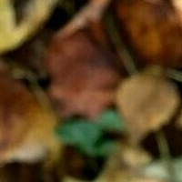 ellesfeet8 Nue