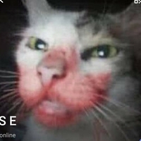 kittylunna Nue